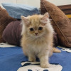 Ankit