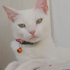lili